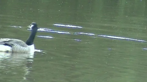 Geese Stockbeeldmateriaal 458293