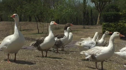 Geese Stock Footage 712970