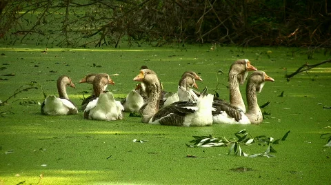 Geese Stock Footage 858277