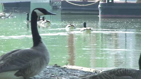 Geese 库存影片 5701023