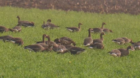 Geese Stock Footage 10685123