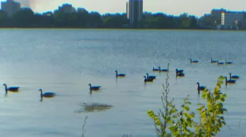 Geese Stock Footage 11398704