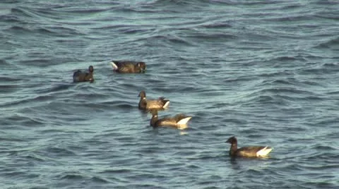 Geese Video stock 12653046