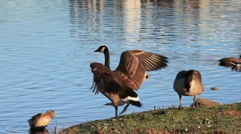 Geese Stock Footage 18514390