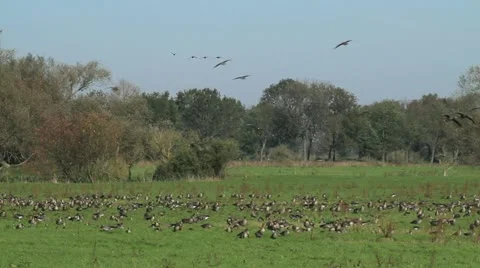 Geese Stock Footage 20604098