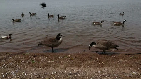 Geese Stock Footage 22935209