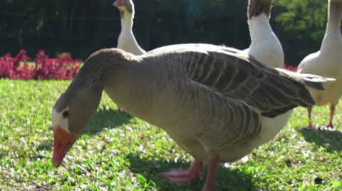 Geese Stock Footage 31149678
