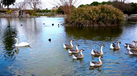 Geese Stock Footage 34338268