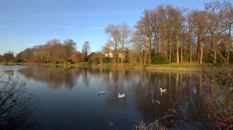 Geese Stock Footage 36806158