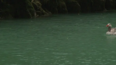 Geese Video stock 37296057