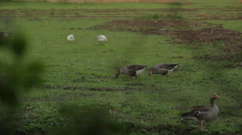 Geese 스톡 동영상 49163128
