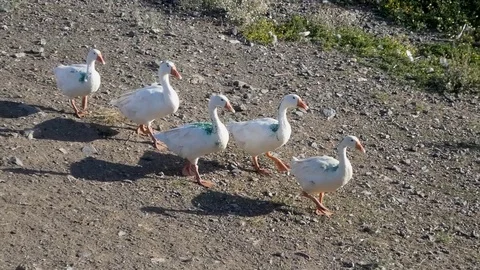 Geese Stock Footage 113994788