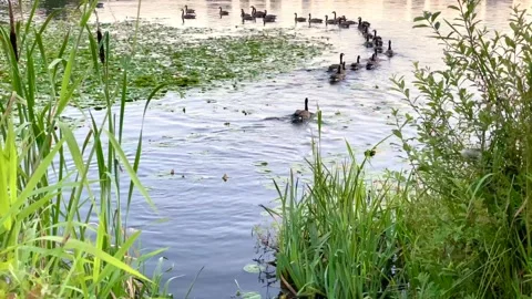 Geese Stock Footage 135616189