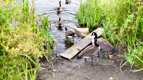 Geese Stock Footage 135616194