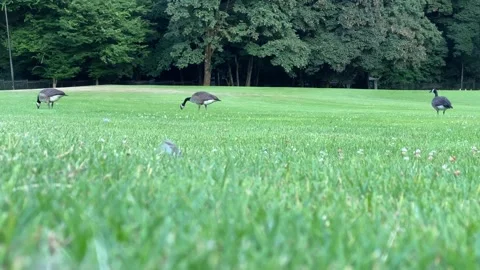 Geese Stock Footage 136399075