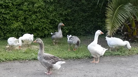 GEESE Stock Footage 137271830