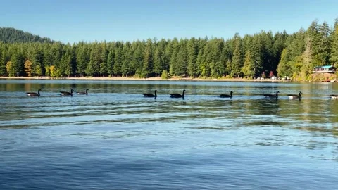 GEESE Stock Footage 140374818