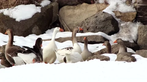 Geese Video stock 149161523