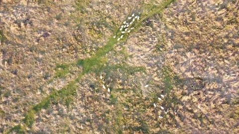 Geese Stock Footage 164122870