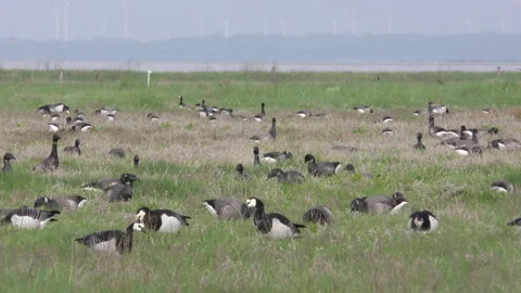 Geese Stock Footage 169710897