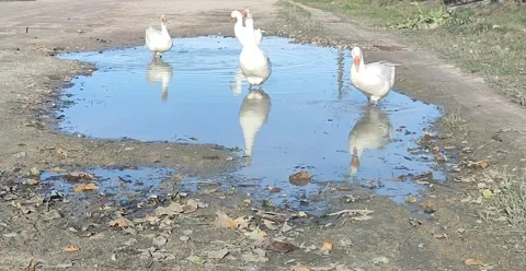 Geese Video stock 257446321