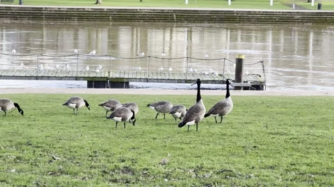 Geese Stock Footage 265794402