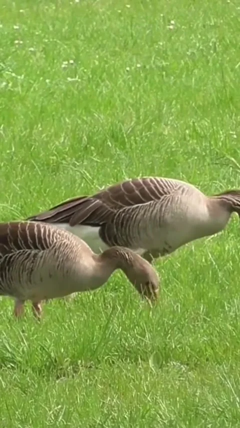 Geese Stock Footage 303390219