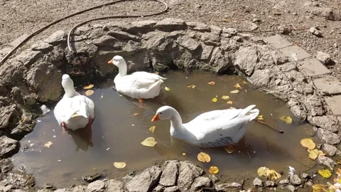 Geese Footage Video stock 251457685