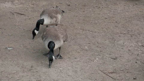 Geese Foraging at Duddingston Loch, Edinburgh - 4K, Handheld, Medium shot Stock Footage 278133353
