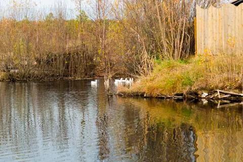 Geese on a forest lake in autumn 스톡 사진