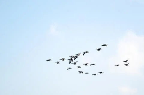 Geese formation Stock Photos