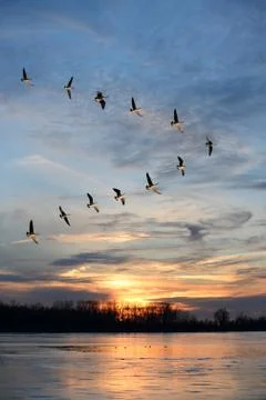 Geese in Formation Stock Photos