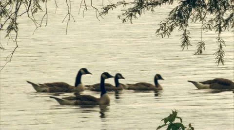 Geese framed by tree Vídeos de archivo 11130608