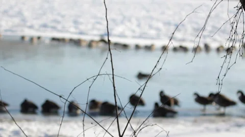 Geese on a frozen river 스톡 동영상 34677633