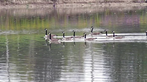 Geese Gaggle Launching.mp4 Vidéo 863577