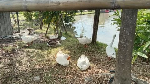 Geese in the garden Stock Photos