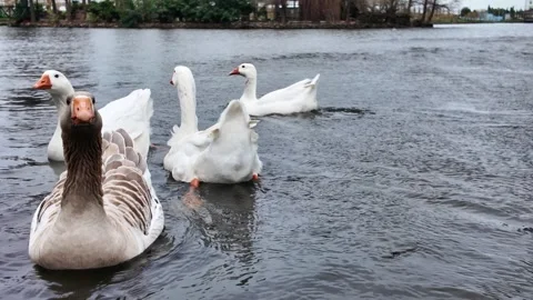 Geese Gliding Closely Across Calm Park Pond Stock-Footage 342425358