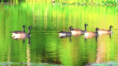 Geese gliding over a calm, reflective lake surrounded by lush green vegetation 库存影片 335587549
