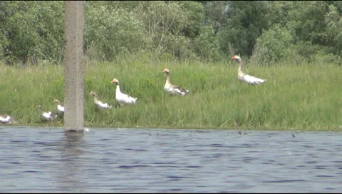 Geese go to the lake Stockbeeldmateriaal 24580041