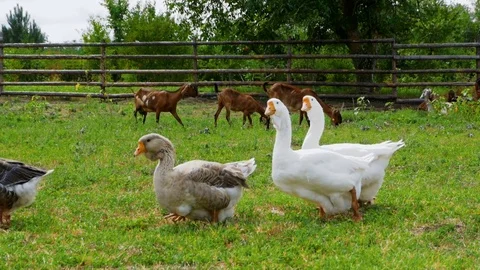 Geese go on Meadow Stock Footage 79733256