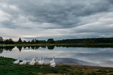 Geese go Stock Photos