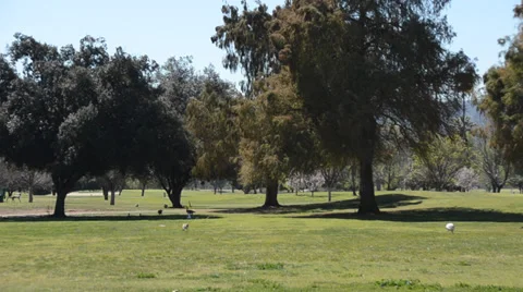 Geese on Golf Course Stock Footage 32242099