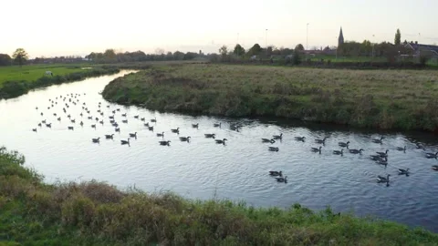 Geese, Goose, drinking, group diving, landing, water, river, Stock Footage 145855927