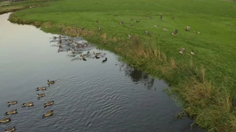 Geese, Goose, flying, group diving, landing, water, river Stock Footage 145855901