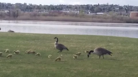 Geese with goslings Stock Footage 168911290