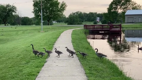 Geese With Goslings Stock Footage 306610751