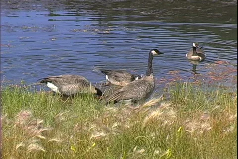 Geese in the Grass Stock Footage 817757