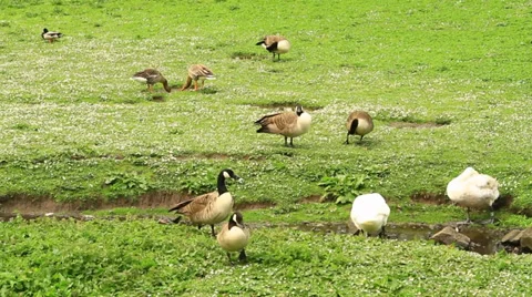 Geese on grass Stock Footage 39478743