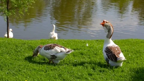 Geese on the grass Video stock 78679502