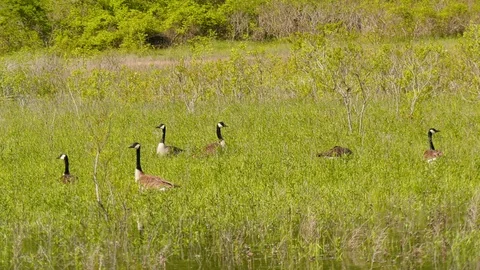 Geese in a grassy field Stock Footage 107882497